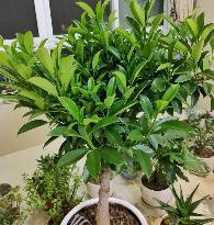 非洲茉莉